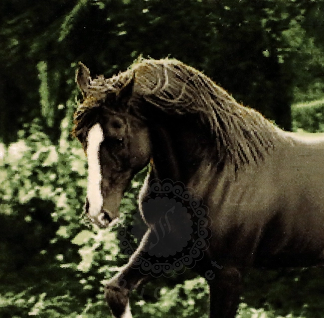 تابلوفرش سردرود ابری کارپت دستبافت اسب سیاه